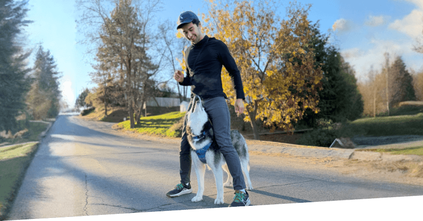 San Diego Husky dog being trained to sit politely wearing a leash