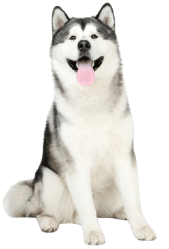Cute large husky dog in training