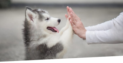 Cute golden retriever puppy in San Diego giving double paw high-five to their owner