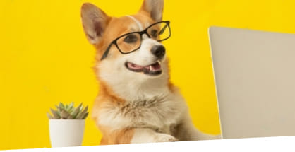 Corgi dog participating in a virtual training session in San Diego
